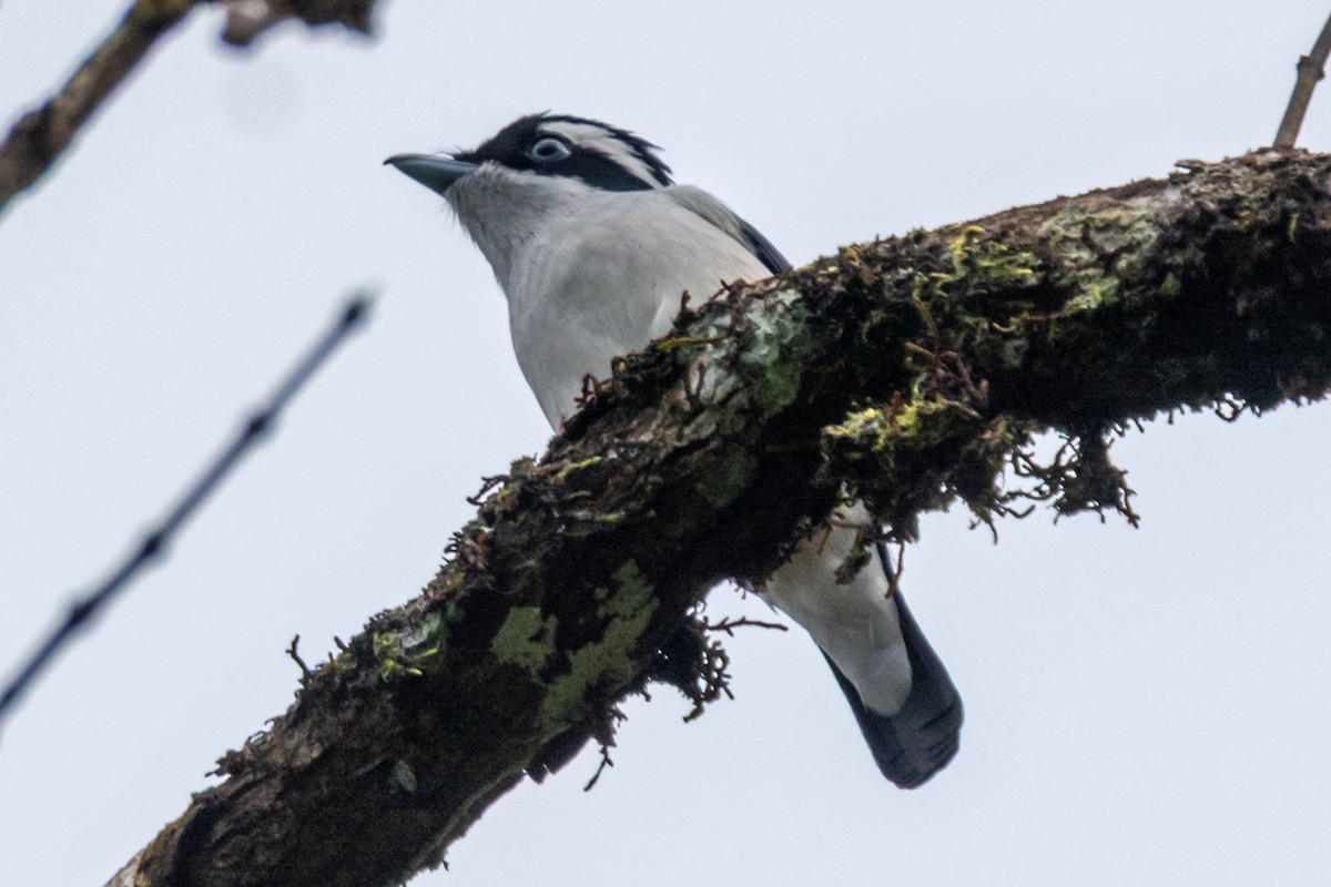 White-browed Shrike-Babbler (Blyth's) - ML633829832