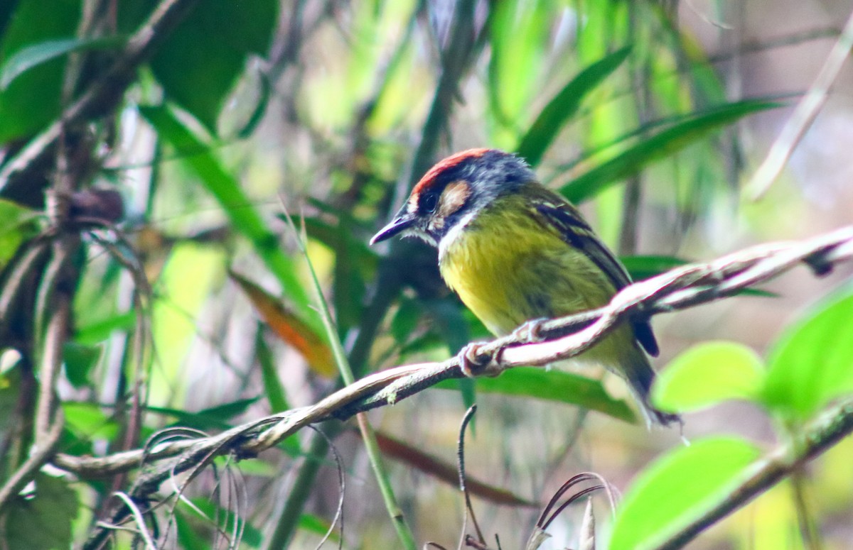 Rufous-crowned Tody-Flycatcher - ML633829836