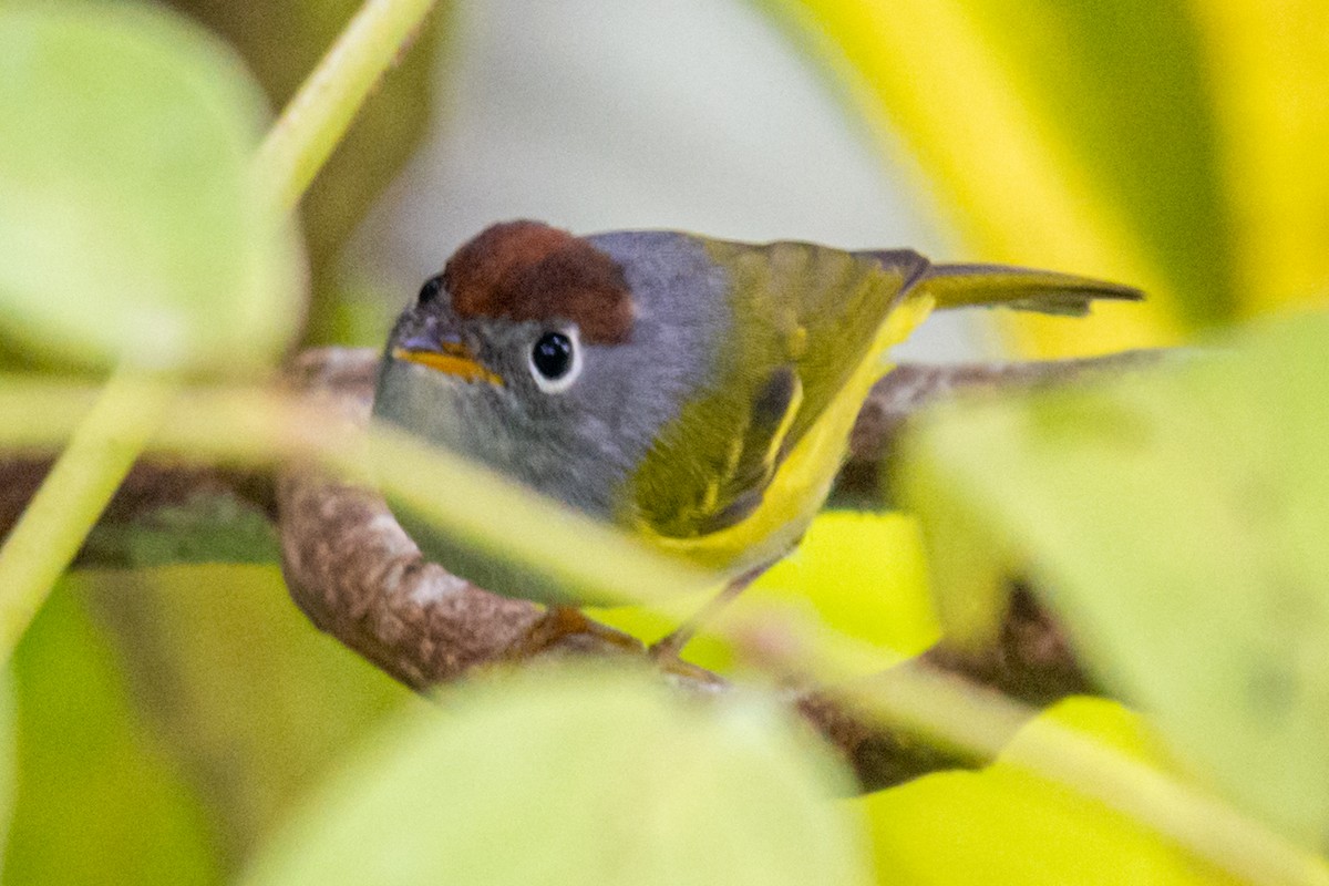Chestnut-crowned Warbler - ML633829975