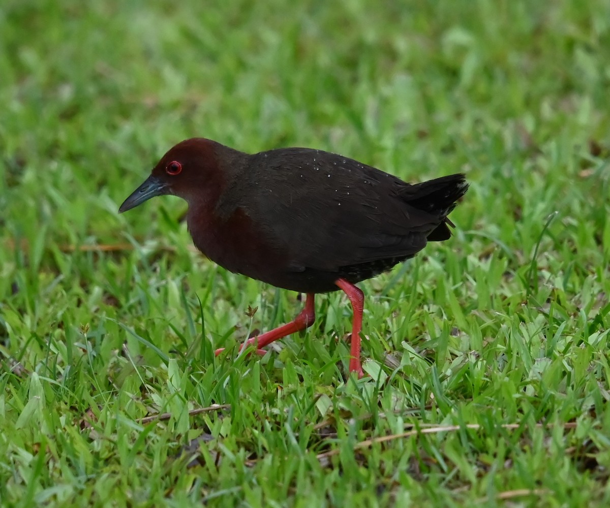 Ruddy-breasted Crake - ML633829989