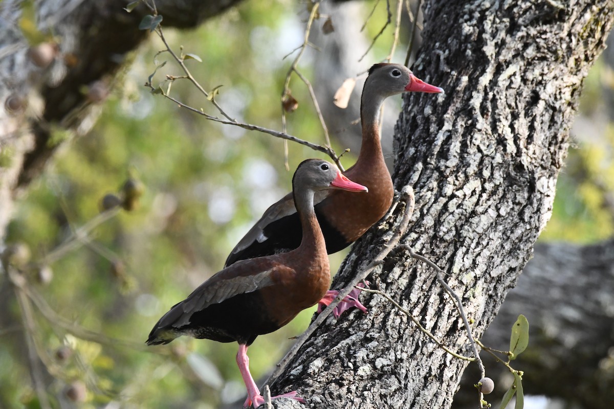 Black-bellied Whistling-Duck - ML633830049