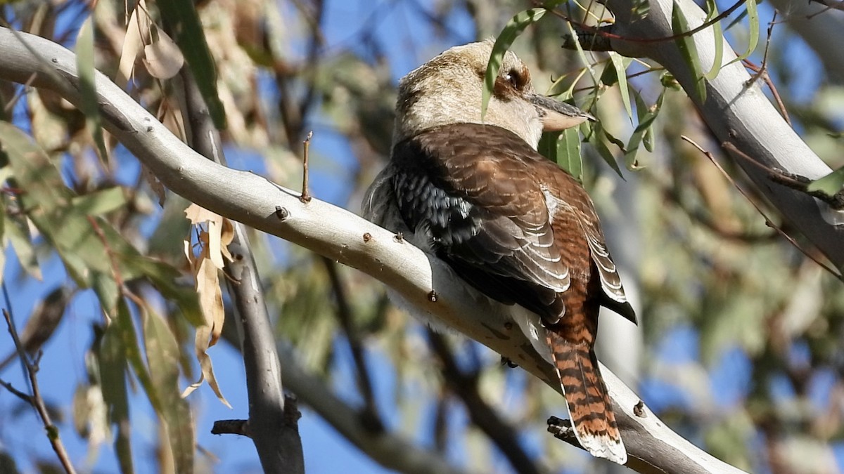 Laughing Kookaburra - ML633830079