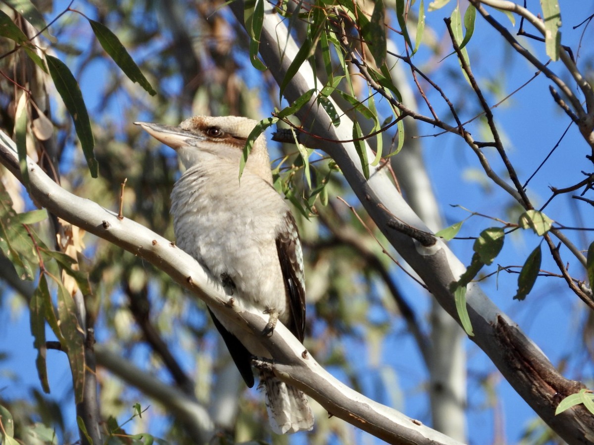 Laughing Kookaburra - ML633830080