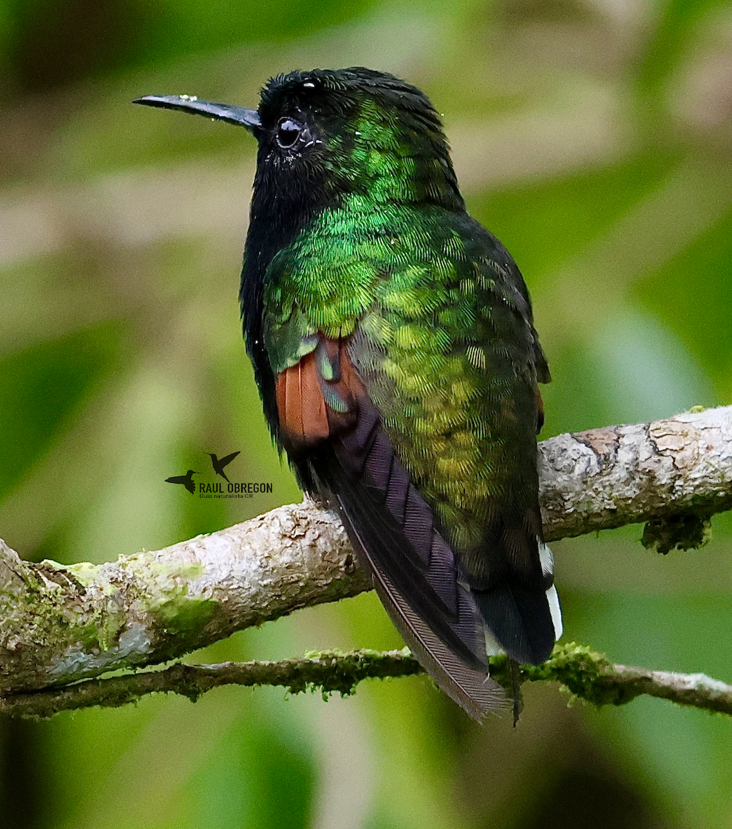 Black-bellied Hummingbird - ML633830173