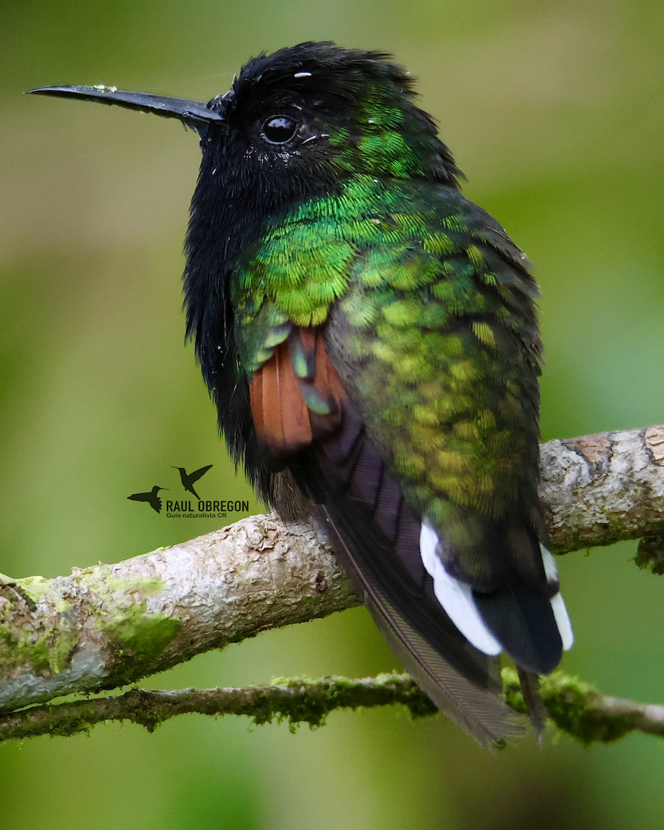 Black-bellied Hummingbird - ML633830174