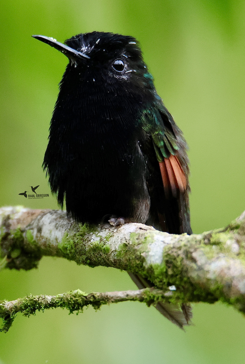 Black-bellied Hummingbird - ML633830175