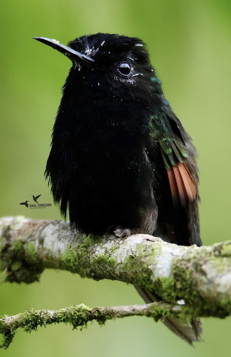 Black-bellied Hummingbird - ML633830209