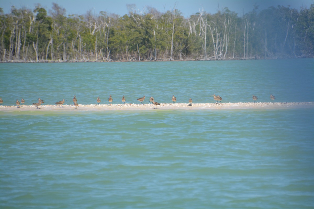 Hudsonian Whimbrel - ML633830213
