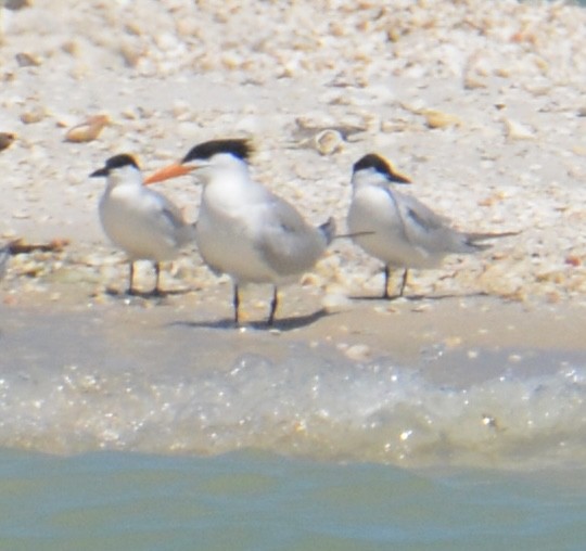 Бахим хараалай - ML633830230