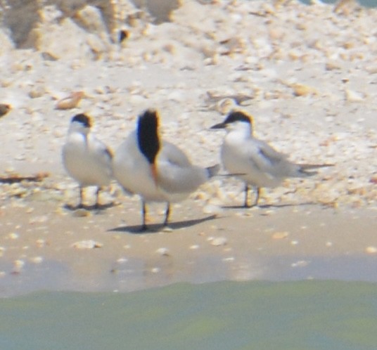 Бахим хараалай - ML633830231