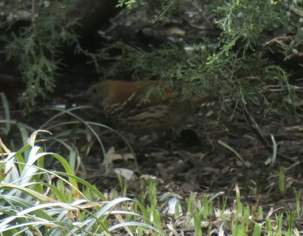 Brown Thrasher - ML633830232