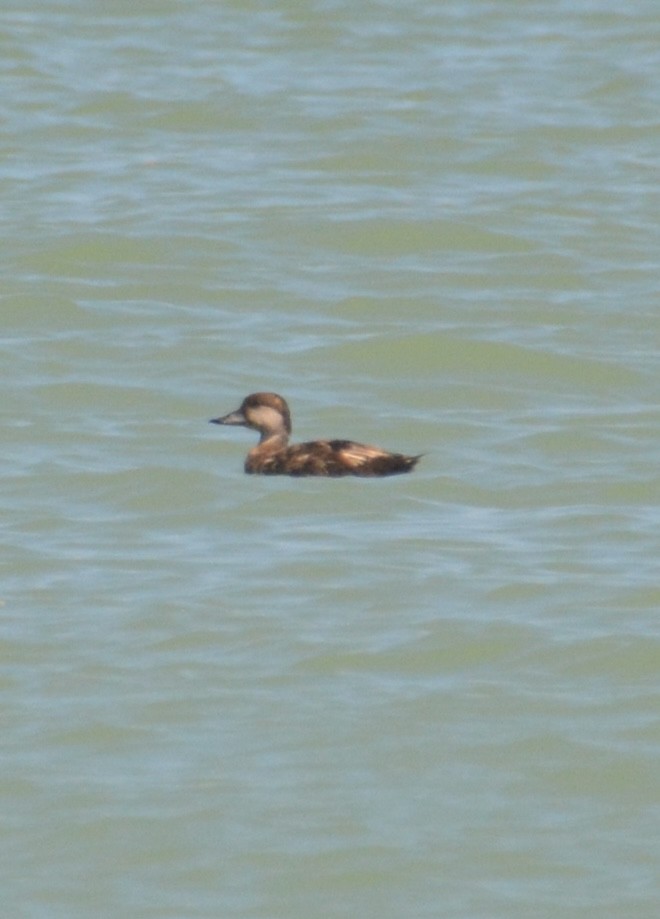 Black Scoter - ML633830248