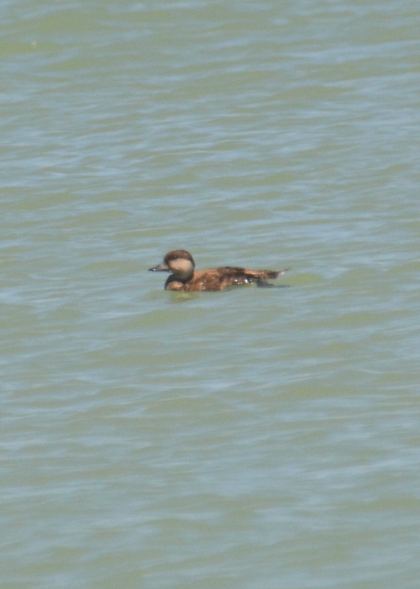 Black Scoter - ML633830249