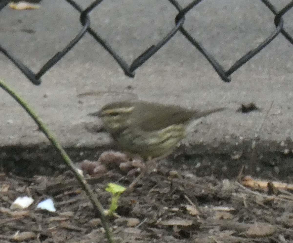 Northern Waterthrush - ML633830257