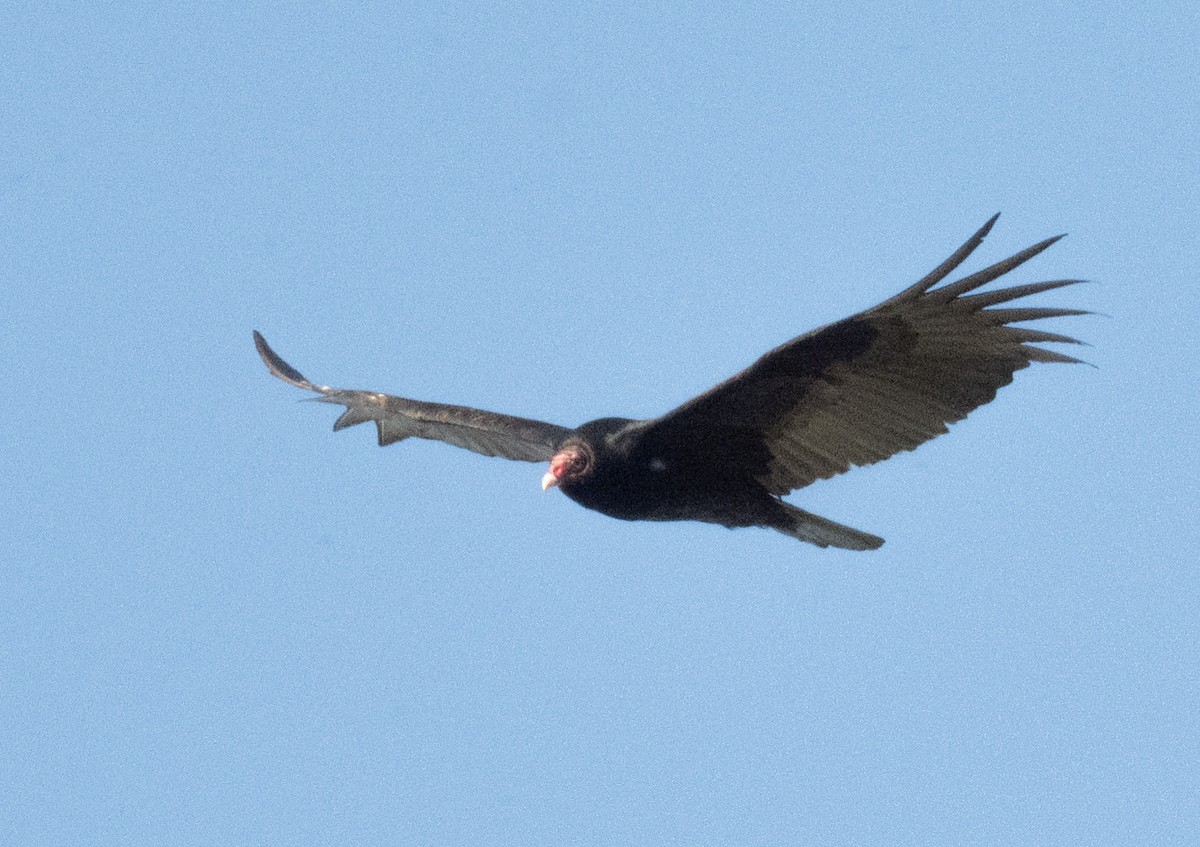 Turkey Vulture - ML633830258