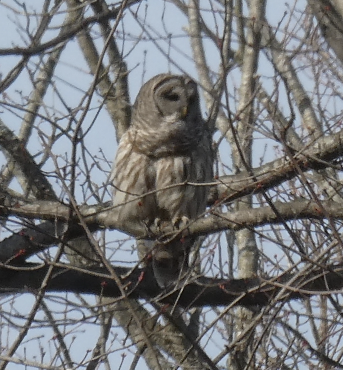 Barred Owl - ML633830313