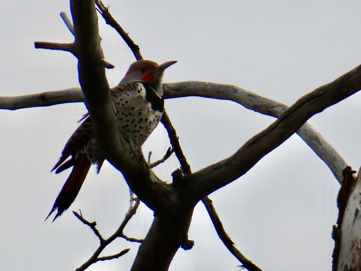 Pic flamboyant - ML633830377