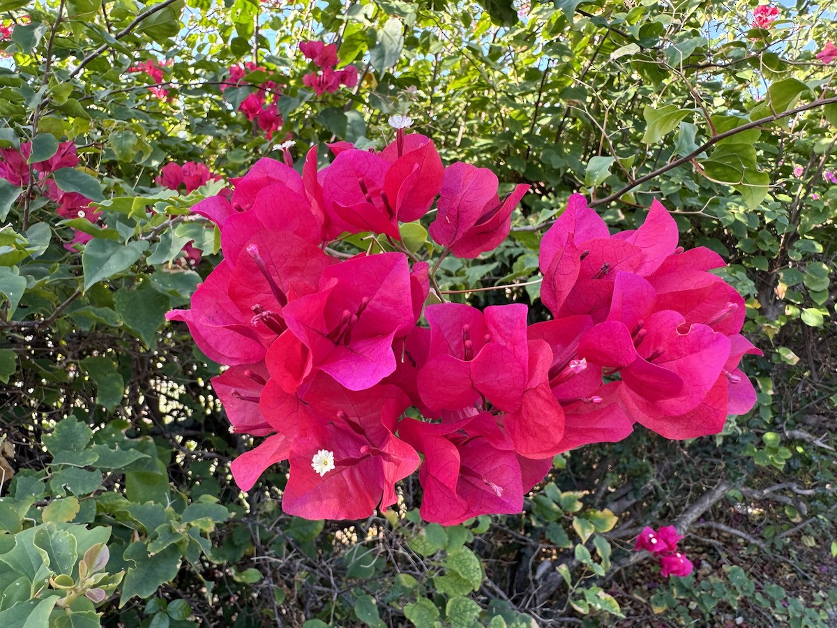 null - ML633830408