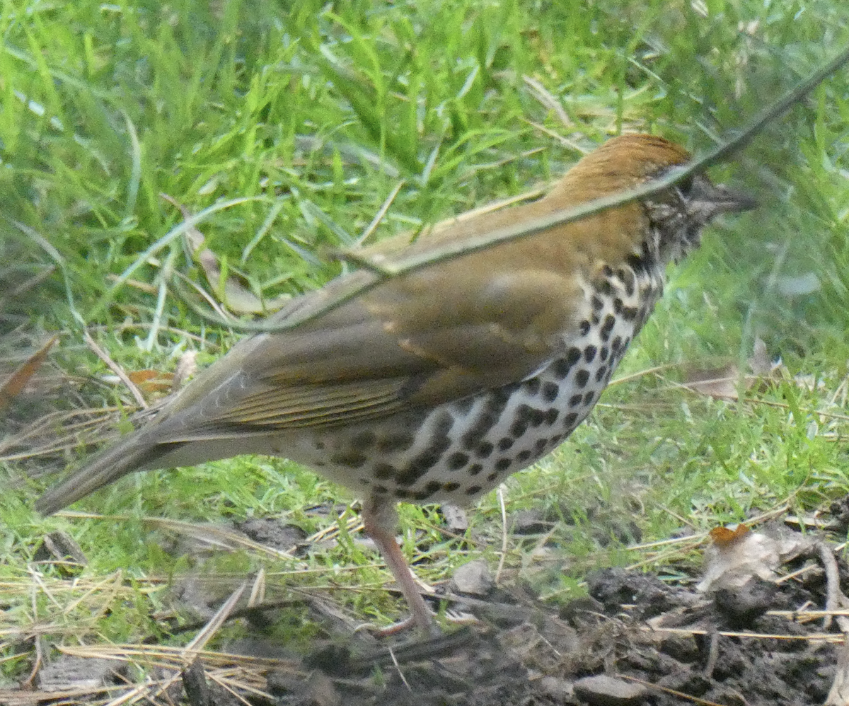 Wood Thrush - ML633830476