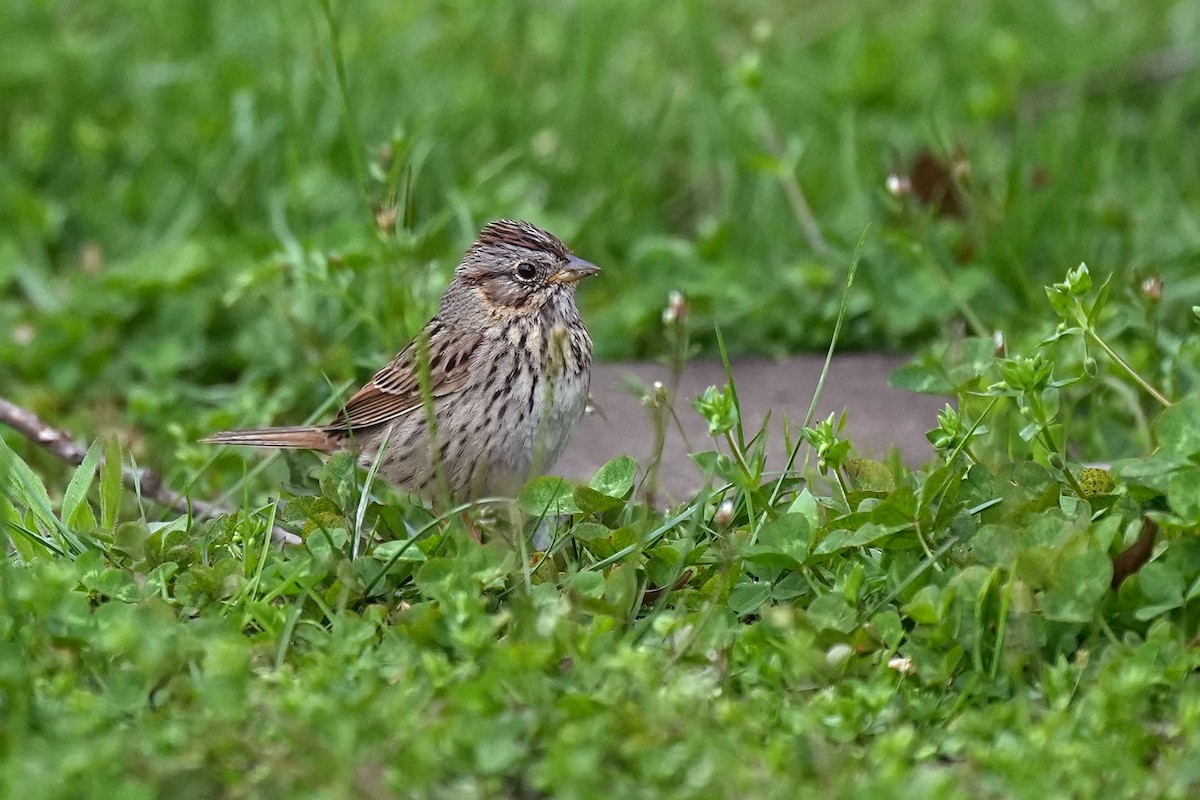 Lincoln's Sparrow - ML633830487