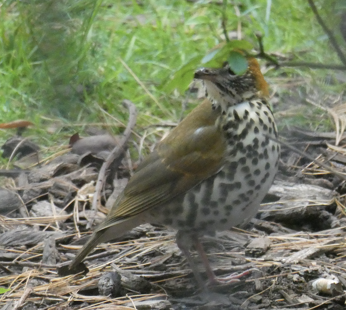 Wood Thrush - ML633830500