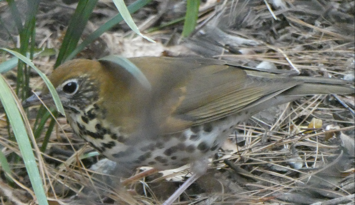Wood Thrush - ML633830526