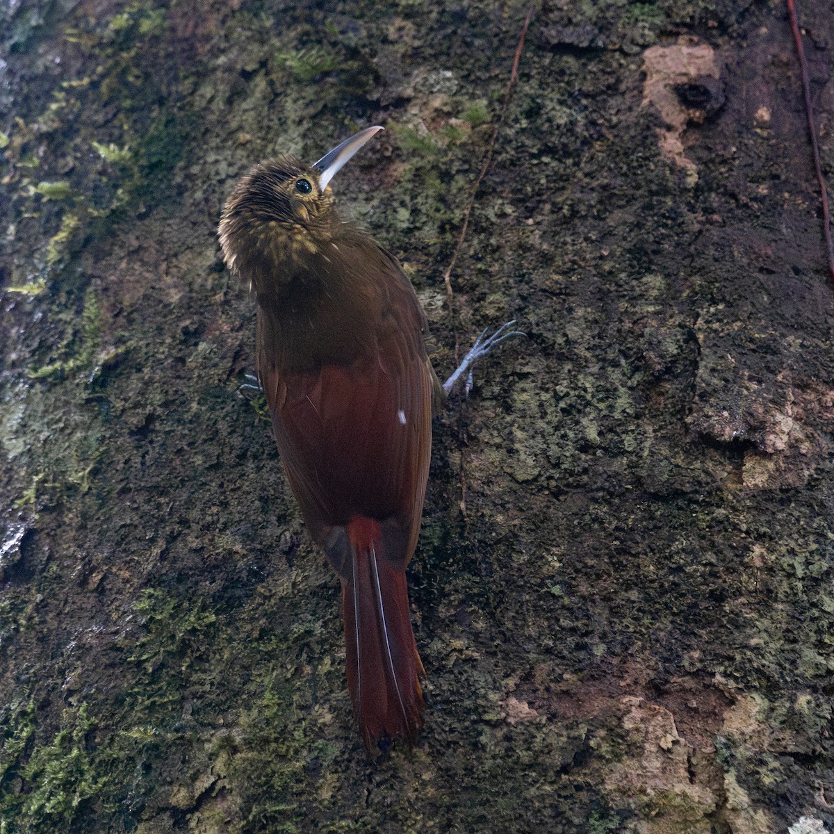 Spotted Woodcreeper - ML633830668