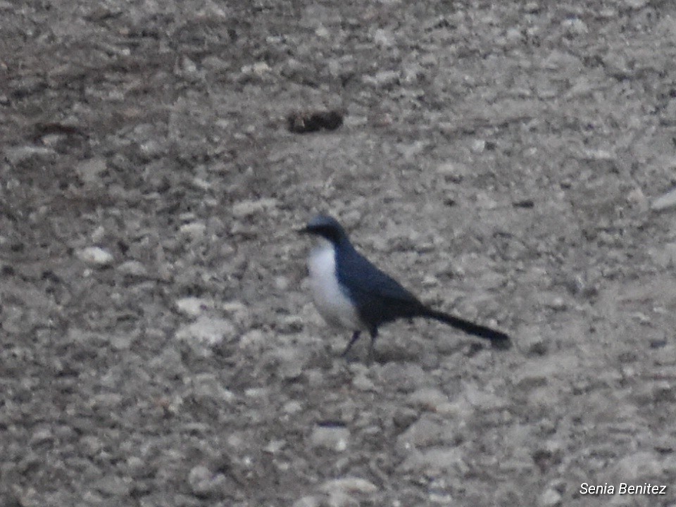 Blue-and-white Mockingbird - ML633830707