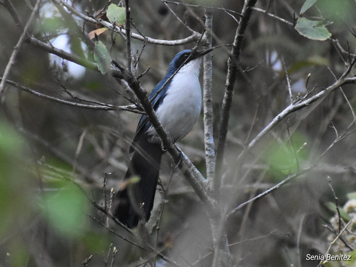 Blue-and-white Mockingbird - ML633830708