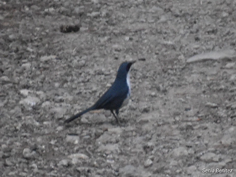 Blue-and-white Mockingbird - ML633830709