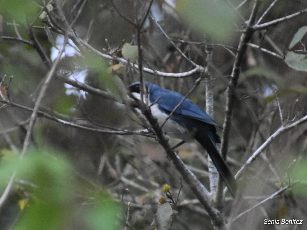 Blue-and-white Mockingbird - ML633830710