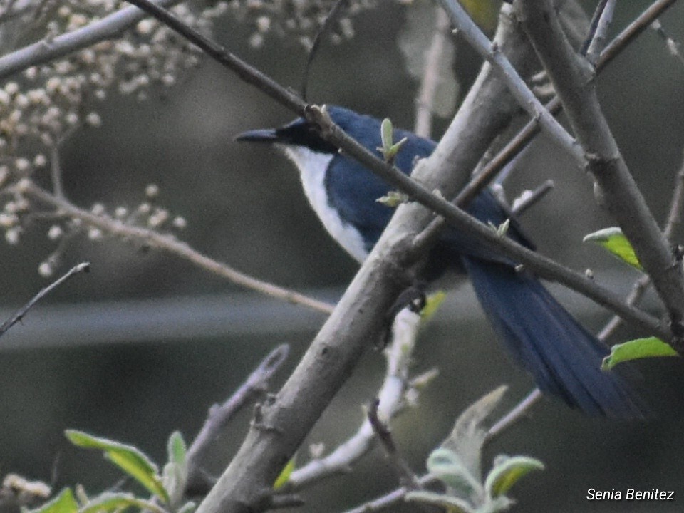 Blue-and-white Mockingbird - ML633830711
