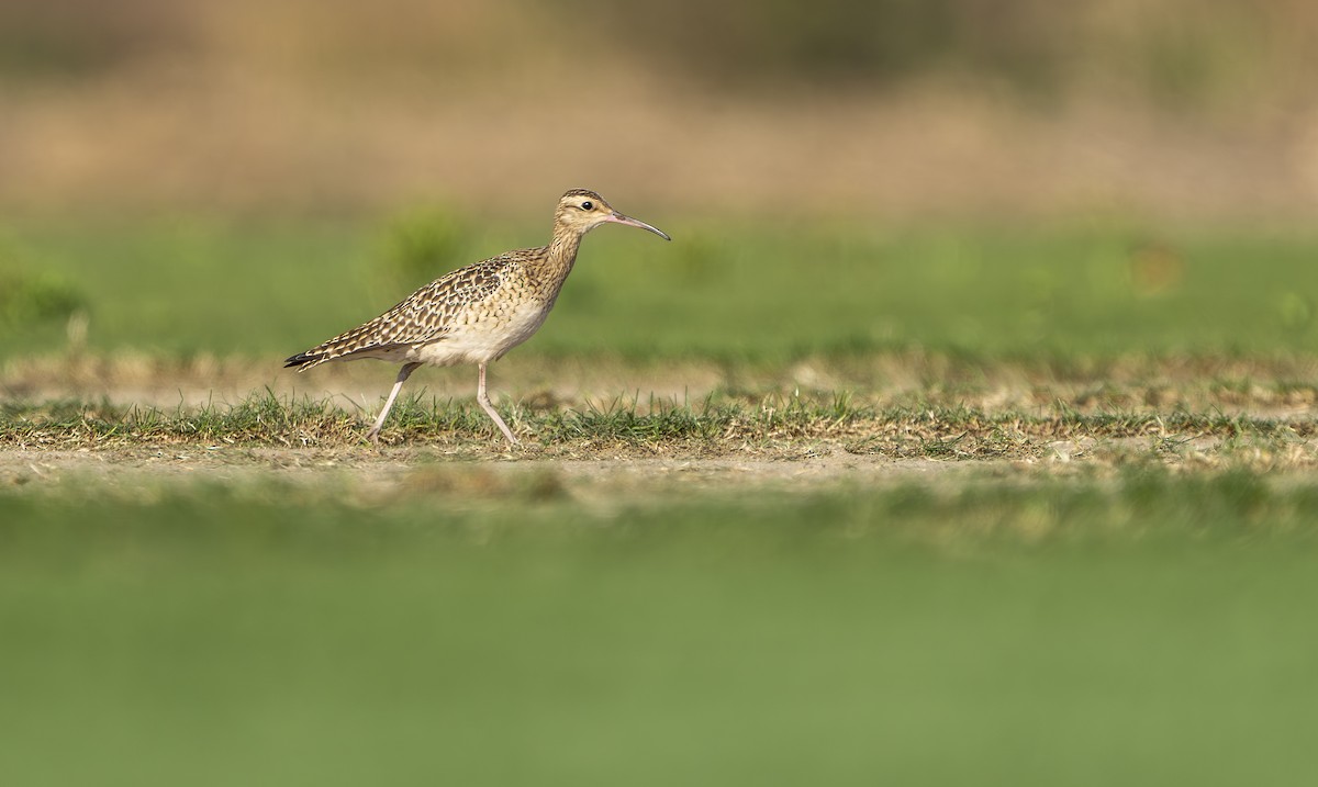 コシャクシギ - ML633830722