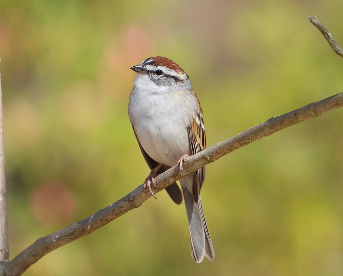 Chipping Sparrow - ML633830756