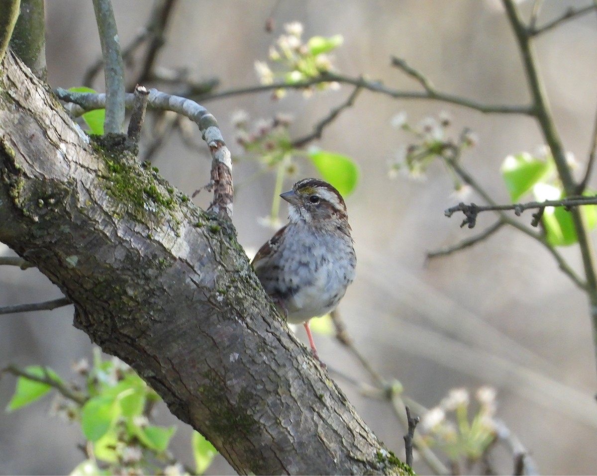 White-throated Sparrow - ML633830897