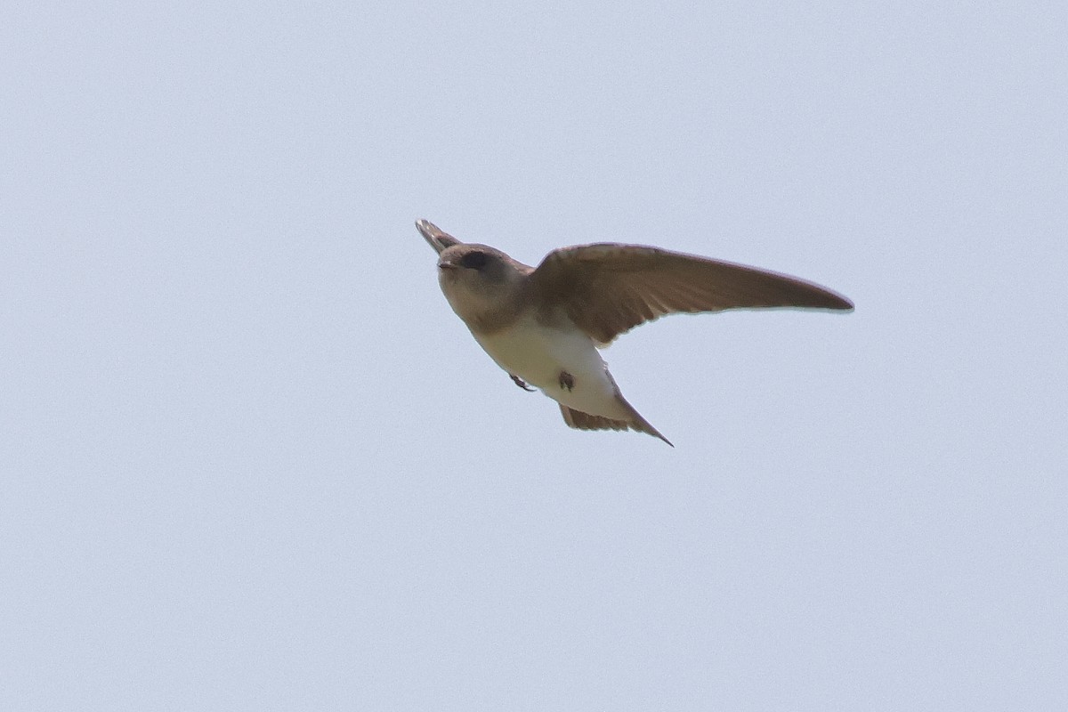 ウスショウドウツバメ - ML633830926