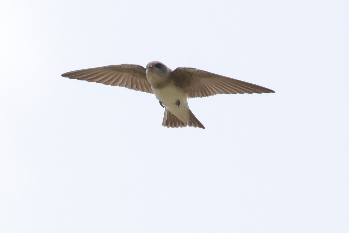 ウスショウドウツバメ - ML633830927