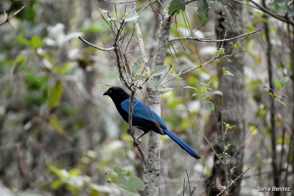 Bushy-crested Jay - ML633831152