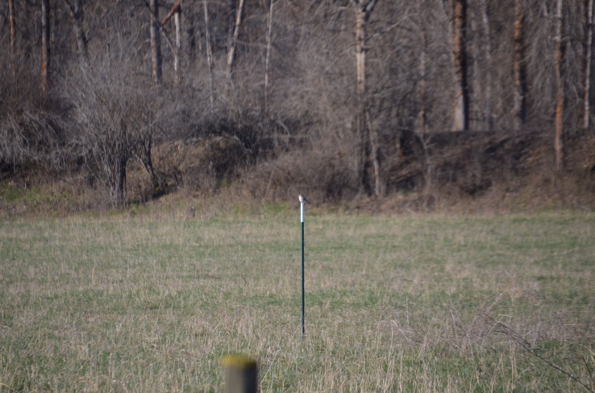 Northern Shrike - Micah Halladay