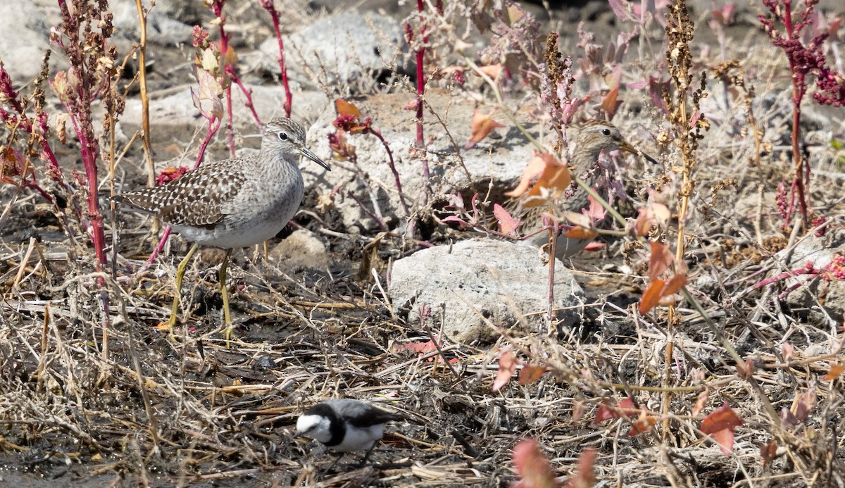 Graubrust-Strandläufer - ML633831331