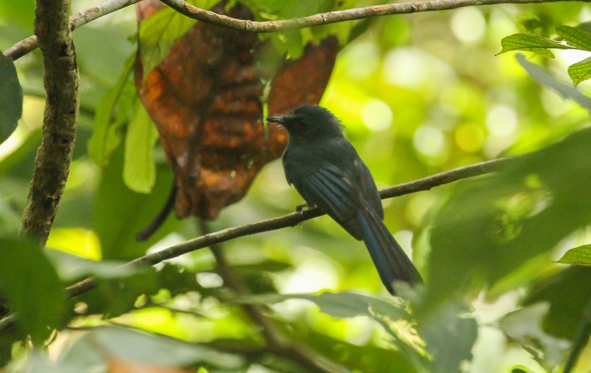 Mindanao Blue-Fantail - ML633831411