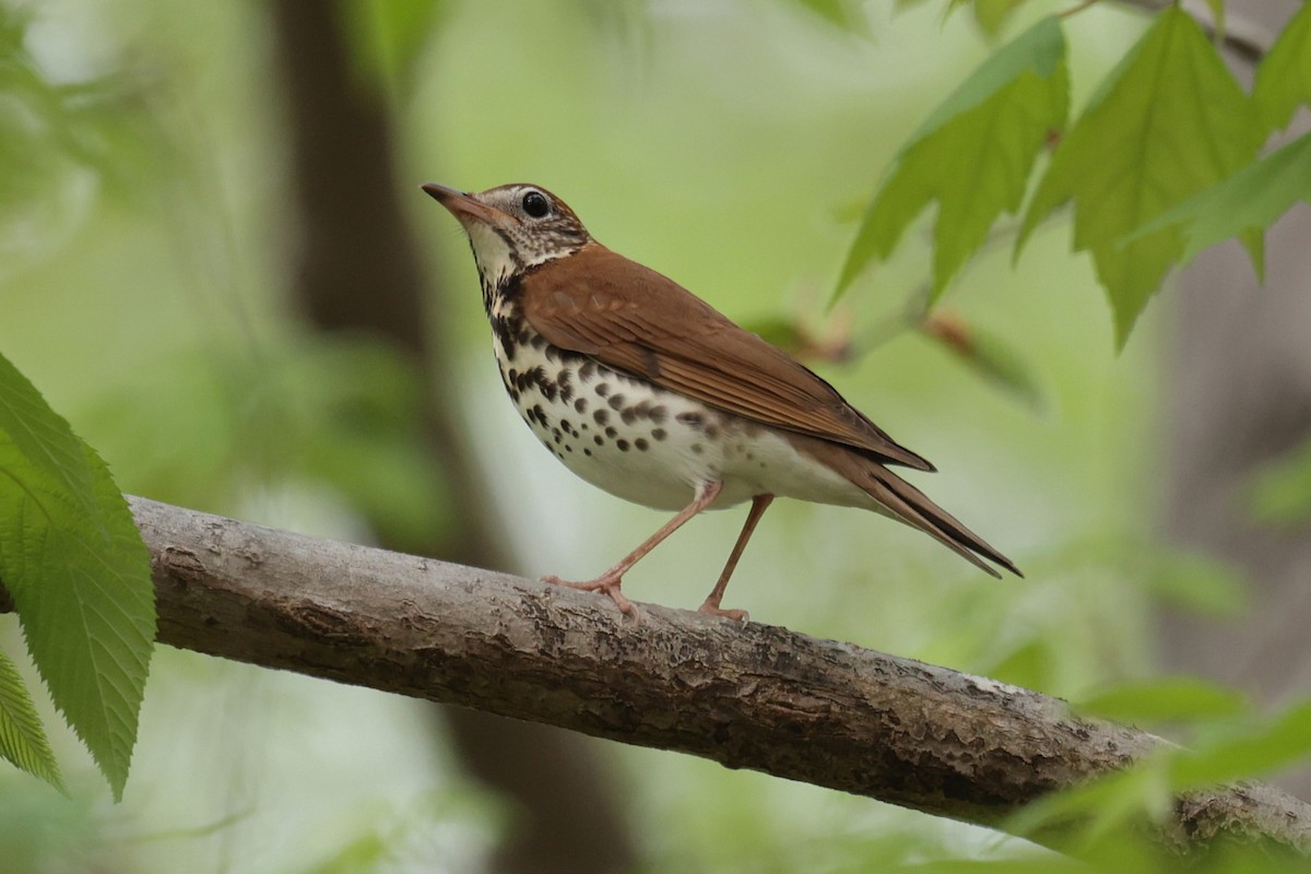 Wood Thrush - ML633831487