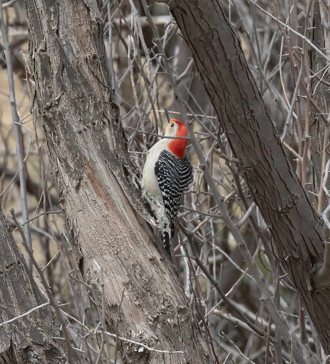 Red-bellied Woodpecker - ML633831495