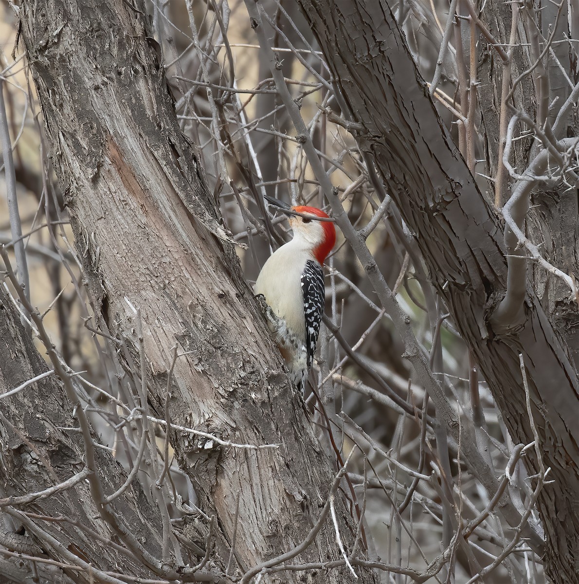 Red-bellied Woodpecker - ML633831496