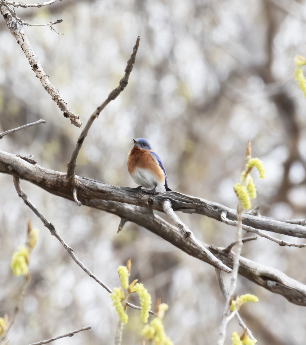 Eastern Bluebird - ML633831516