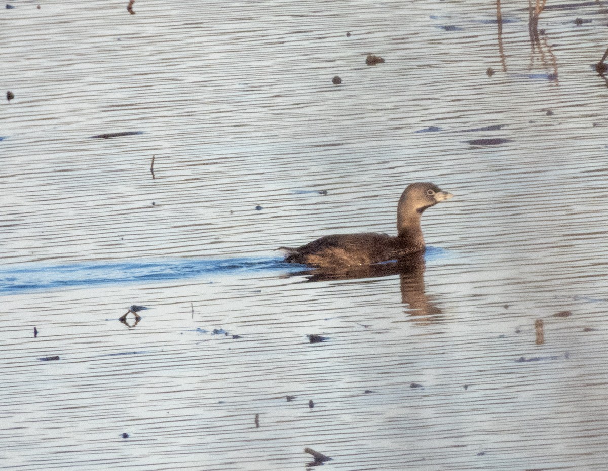 Pied-billed Grebe - ML633831652