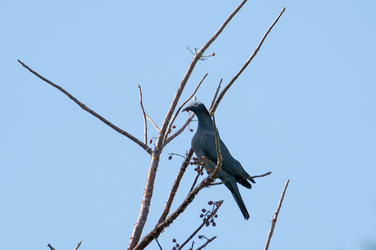 White-crowned Pigeon - ML633831696