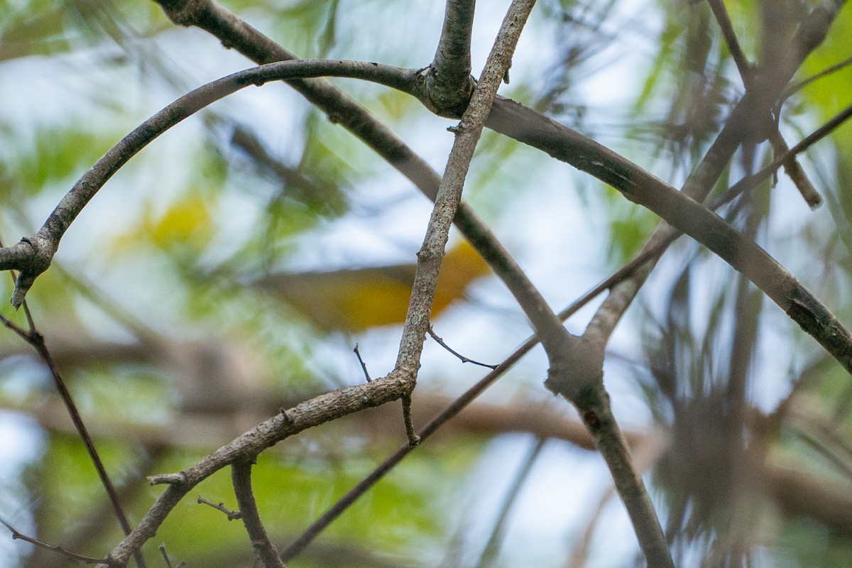 Prothonotary Warbler - ML633831707