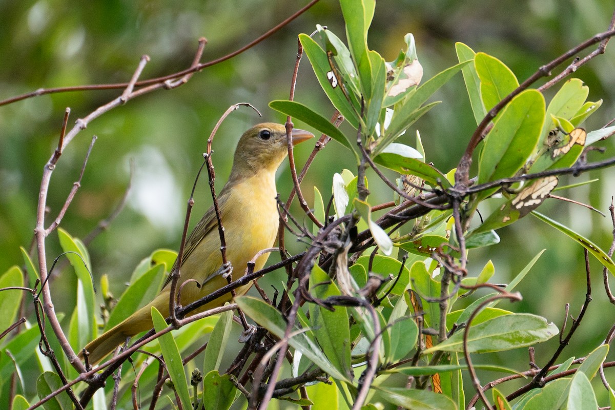 Summer Tanager - ML633831735