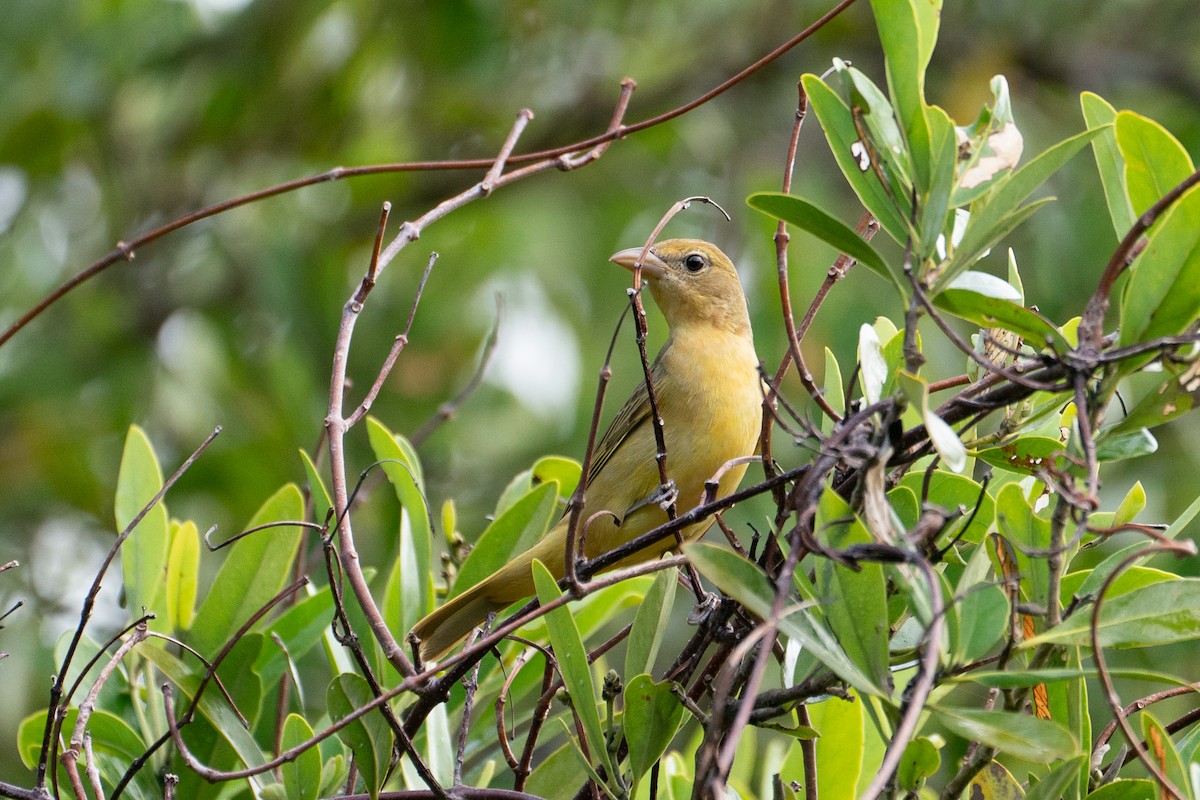 Summer Tanager - ML633831736